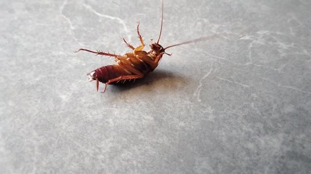 Close up of a squirming brown roach insect poisoned and dying on the floor