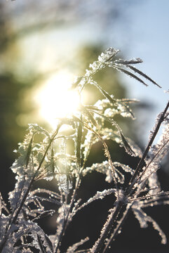 A real snowy winter with its clean, frosty air, snow-white carpets, fluffy hats on ground. Wonderful time. January frosts will be replaced soon by February thaw. Beautiful snowy winter in the forest