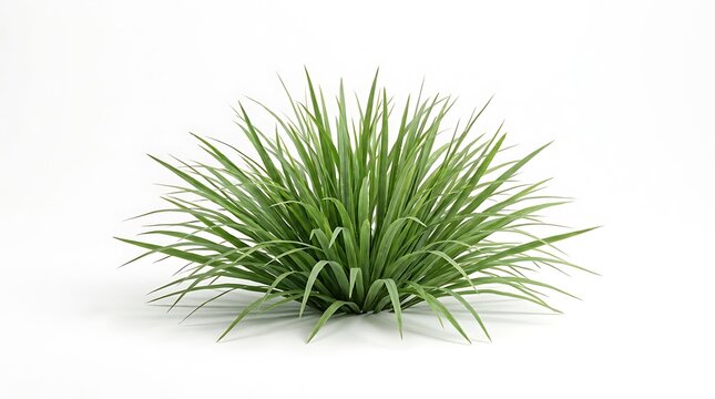 A high-resolution studio shot of a vibrant Cymbopogon nardus grass plant featuring long, slender green leaves isolated on a clean, solid white background.