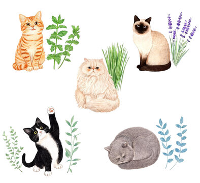 Cute Domestic Cat Breeds and Catnip Botanical Watercolor Vector Illustration Set