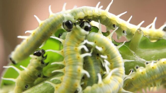 *Mechanitis polymnia* caterpillars, known as the tiger butterfly.