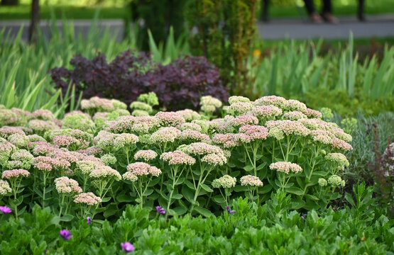 Pink sedum (Hylotelephium telephium) in park flowerbed