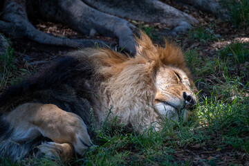A magnificent male lion with a flowing mane enjoys a deep, peaceful sleep on vibrant green grass under the warm sun at Guadalajara Zoo. Tranquil wildlife scene. © Enrique