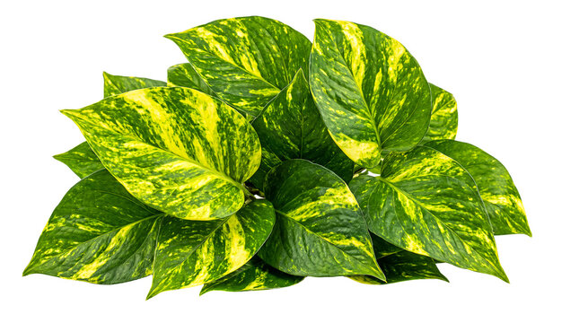 Vibrant green and yellow variegated pothos foliage bunch isolated on transparent background.