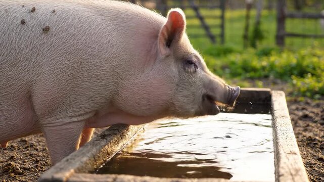 Large pig drinking water from a wooden trough on a sunny farm