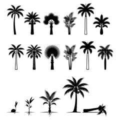 Naklejka premium Tropical Palm Tree Botanical Species and Coconut Growth Stages Silhouette Set