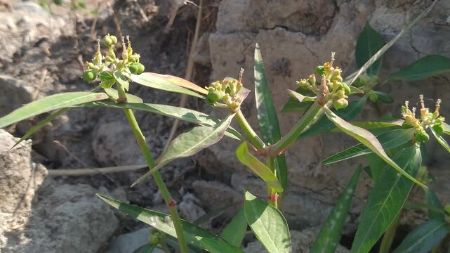 Close Up of Wild Green Seed Pods Growing in Dry Natural Habitat 4K
