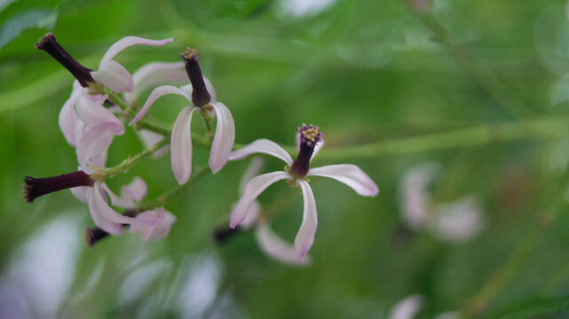 These are the flowers of the Melia azedarach tree, which belongs to the mahogany family (Meliaceae). Taken from Las Pinas, NCR, Philippines.