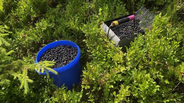 High-angle view of a blue bucket and metal berry picker rake filled with freshly harvested wild blueberries in forest undergrowth