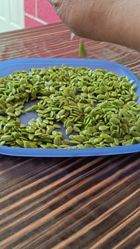 Air Drying Green Guaje Seeds on Blue Tray