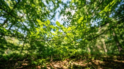 Fototapeta premium Vibrant green leaves on a tree branch creating canopy effect under