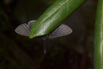 Macro photograph of a nocturnal butterfly or lepidopteran hidden under tropical foliage. © Edivier