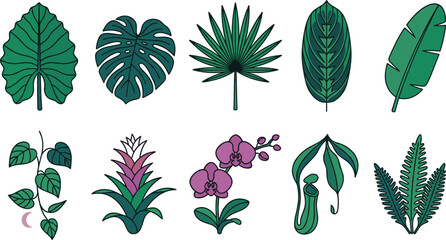 Tropical Botanical Plant Collection Vector Set with Monstera, Palm, Banana Leaf, Orchid, Bromeliad, Fern, and Exotic Indoor Foliage Illustration © MstSuborna