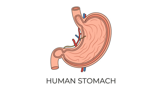 Human Stomach Anatomy Vector Illustration