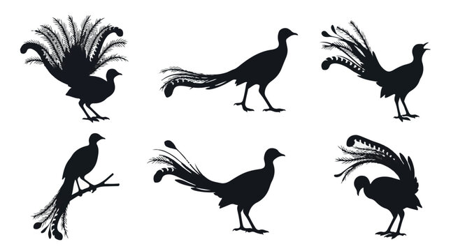 A set of six lyrebird in various poses line-art vector icon illustrations on a white background
