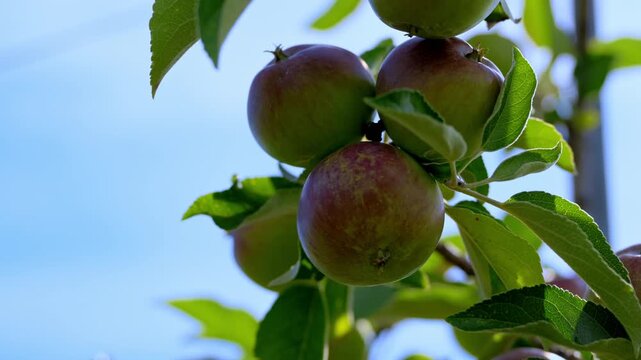 Close up of Ripening apples growing on a tree branch in a sunny orchard. Fresh fruit developing naturally during the growing season on a commercial apple farm.