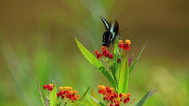 Common Bluebottle Butterfly Emerging from Behind Flower, Flying and Feeding on Nectar of Orange-Red Flower, and Flying Out of Frame in Slow Motion