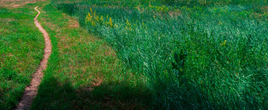 Winding dirt path guiding through vibrant green grass field, creating a visual metaphor for choices, adventure, and the journey of life in peaceful nature