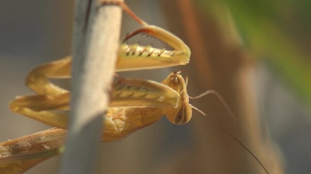 Extreme macro of a praying mantis resting on a dry plant stem with detailed forelegs, moving antennae and shallow depth of field in warm natural light