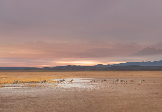 African Zebras running across the African savannah - Etosha National Park, Namibia