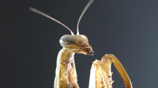 Extreme macro of a praying mantis resting on a dry stem with shallow depth of field. Natural light reveals detailed forelegs, antennae, and alert insect behavior