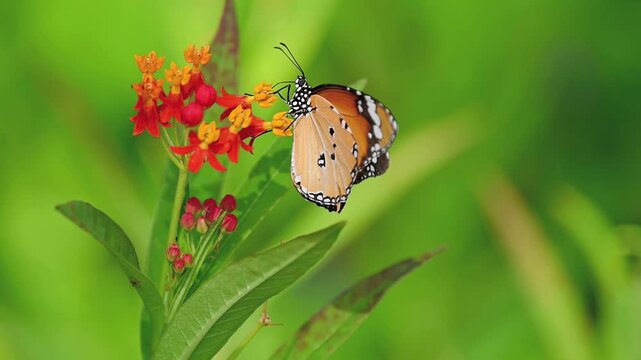Plain Tiger,Danaus chrysippus,Butterfly,Orange Butterfly,Insect,Wildlife,Animal,Danainae,Red and Yellow Flower Cluster,Flower Cluster,Flowers,Plant,Nectar,Feeding on Nectar,Foraging,Feeding,Moving,Fly