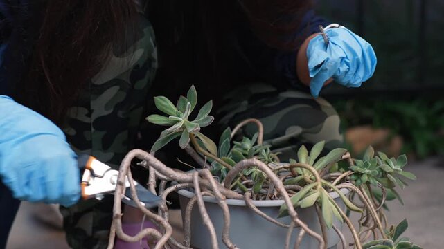 Woman trimming stems of potted plant with pruners, shaping plant and removing old parts while maintaining garden plants outdoors