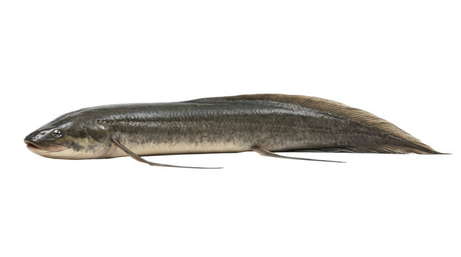 Ethiopian lungfish a freshwater fish with elongated body detailed scales on transparent background african protopterus aethiopicus