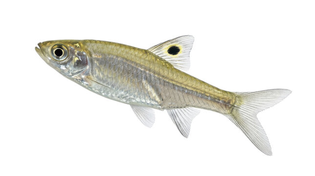 Eyespot rasbora fish specimen with distinctive markings on transparent background harlequin trigonostigma heteromorpha tropical freshwater aquarium