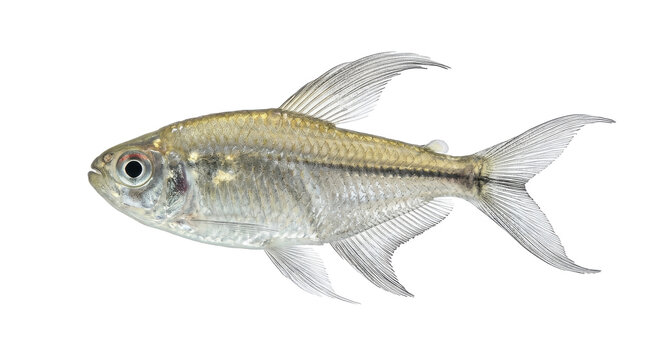 Featherfin fish specimen with translucent body and extended fins on transparent background glassfish ichthyology aquatic life