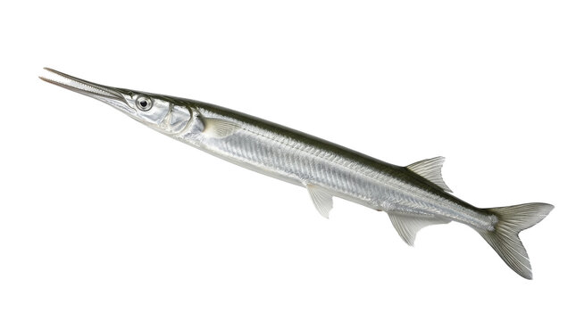 Freshwater garfish specimen with elongated snout and fin rays on transparent background fish longnose gar lepidosteus