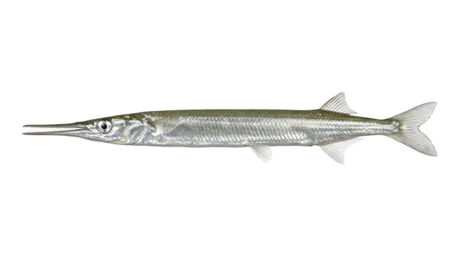 Freshwater garfish specimen study detailed scales and fins isolated on transparent background fish longnose gar lepidosteus