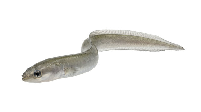 Juvenile eel a translucent fish with elongated body depicted in a detailed photograph on transparent background