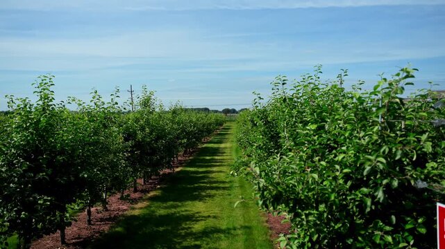 Rows of apple trees growing in a well-maintained orchard under a clear blue sky. Scenic agricultural landscape showcasing a productive apple farm during the growing season. Move camera