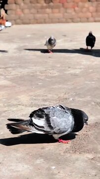 pigeons on the street