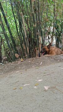 Dog Panting Resting on Dirt Ground Under Bamboo Shade