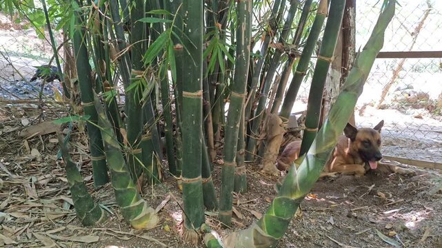 Small Yellow Chick Walking on Ground Near Dog by Bamboo