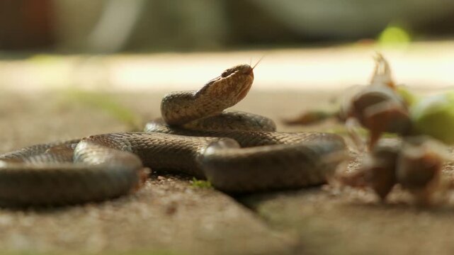 Macro footage of venomous common european adder snake crawling on wooden ground outdoors.