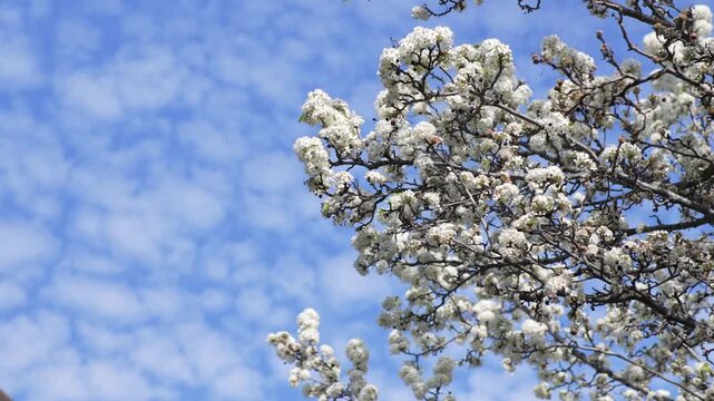 White spring blossoms on tree branches with sky copy space, blooming branches moving gently while large open sky area remains for text