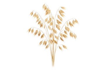 Obraz premium Illustration of golden oat stalks against a white background.