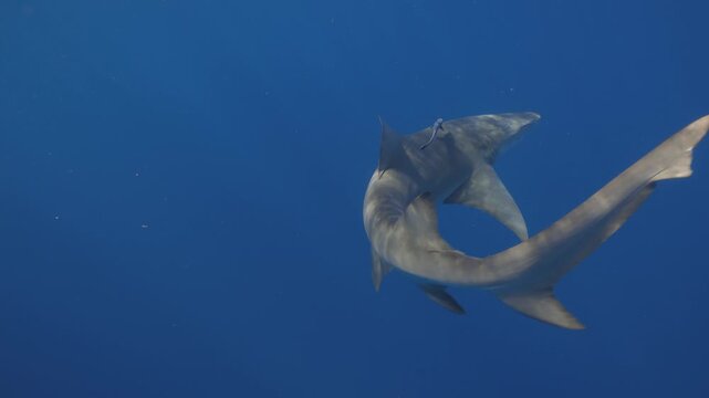 Large shark swimming gracefully in deep blue tropical ocean waters with small pilot fish.