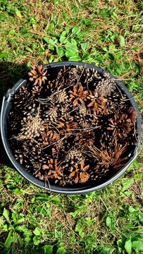 Pinecones and Pine Needles Collected in a Black Bucket on Green Grass Surface