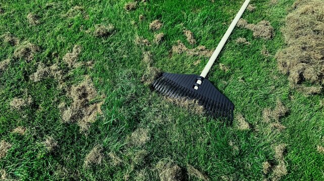 Lawn rake with long handle resting on freshly dethatched green grass and brown clumps