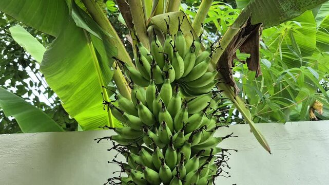 a shot of green mas bananas, featuring aroating camera movement.