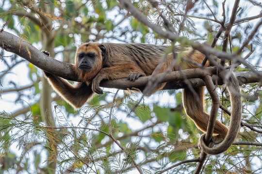 Black Howler Monkey - Alouatta caraya, beautiful long tailed black primate from South American tropical forests, Pantanal, Brazil.