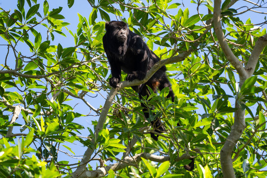 Black Howler Monkey - Alouatta caraya, beautiful long tailed black primate from South American tropical forests, Pantanal, Brazil.