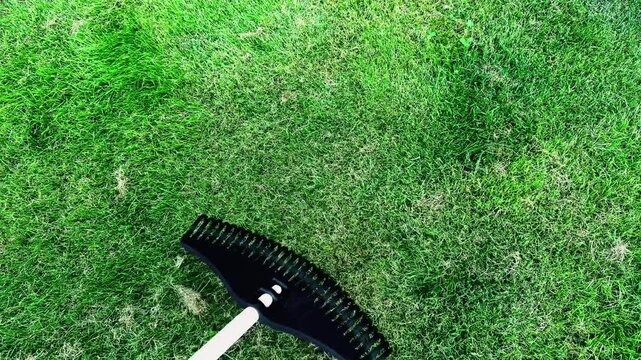 Vibrant green grass texture showcasing lush blades and slight variations in color and density