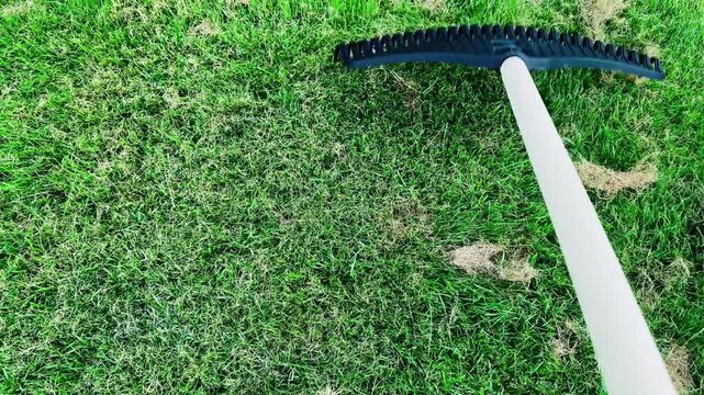 Rake dragging over patchy grass surface revealing uneven turf and brown spots