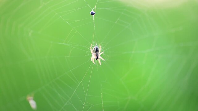 Top tier footage of macro Detail of Orb Weaver Spider Sitting on Web Against Green Background 180fps Captured in Cinematic High Detail Footage