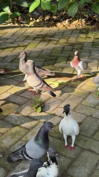 Flock of diverse domestic pigeons on a sunny stone walkway